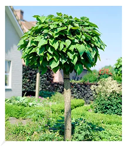 BALDUR Garten Kugel-Trompetenbaum auf Stamm - Blumensamen & -pflanzen, pflegeleicht und winterhart mit duftenden Blättern, die Insekten fernhalten – ideal für jeden Garten!