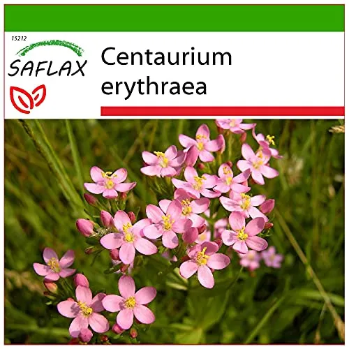 SAFLAX - Heilpflanzen - Tausendgüldenkraut - 250 Samen - Mit keimfreiem Anzuchtsubstrat - Centaurium erythraea