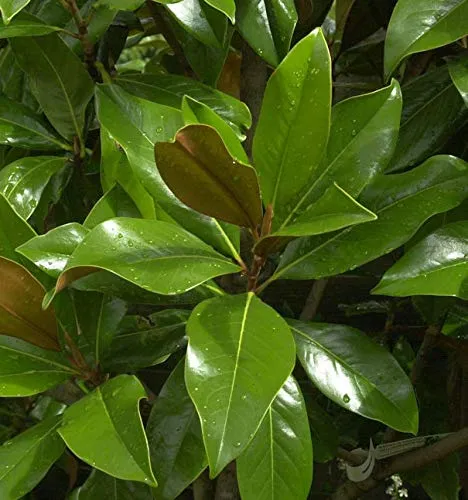 Immergrüne Magnolie Galissoniere 60-80cm - Magnolia grandiflora - Sträucher mit großen, duftenden Blüten von bis zu 30cm Durchmesser, ideal für sonnige bis halbschattige Gärten. Winterhart und pflegeleicht, perfekt für Gartenliebhaber.
