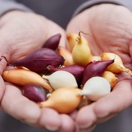 Steckzwiebeln Tricolor Kollektion (1000 gram) - Steckzwiebeln Winterhart - Mix von 3 Sorten - Gelbe, Rote, und Weiße - Gemüsezwiebel aus Holland (kein Samen) - Steckzwiebel größe 14-21 mm