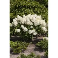Hydrangea Paniculata Rispenhortensie Silver Dollar 100-125 cm - Blühende Zimmerpflanzen: Die Rispenhortensie 'Silver Dollar' begeistert mit cremeweißen Blüten von Juli bis September und ist pflegeleicht sowie winterhart – perfekt für Kübel oder als Solitärpflanze.