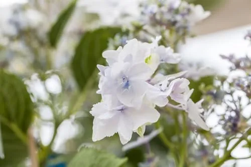 Hydrangea Mac. 'Fireworks White' Hortensie - Bienenfreundliche Gartenpflanze - Blühende Zimmerpflanzen mit spektakulären, reinweißen Blüten von Juni bis September. Pflegeleicht und ideal für Kübel oder Rabatten, erreicht bis zu 120 cm Höhe.