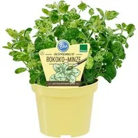 Blu Bio-Rokoko-Minze Topf-Ø ca. 12 cm Mentha suaveolens calixte