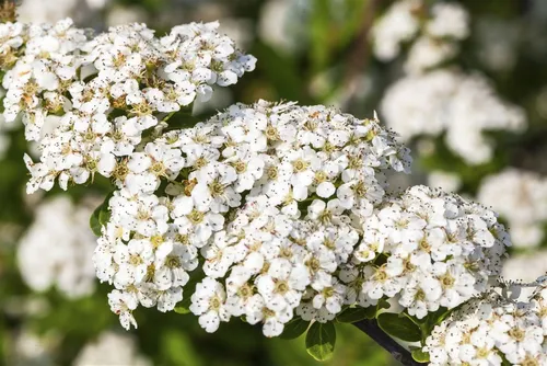 Pflanzen für Dich Gehölze Spiraea nip. Snowmound - Schneebedeckte Blütenpracht: Der Nippon-Spierstrauch bringt mit seinen weißen Blüten von Mai bis Juni einen Hauch von Eleganz in deinen Garten. Ideal für sonnige, windgeschützte Standorte.