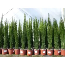 Mittelmeerzypresse 'Totem' 100-120 cm - 5er Set - 5x elegante Toskana Zypressen 'Totem' (Cupressus sempervirens) für Ihren Garten. Winterhart bis -20°C, ideal als Blickfang. Hohe Qualität, perfekt für Kübel oder als Solitärpflanze.