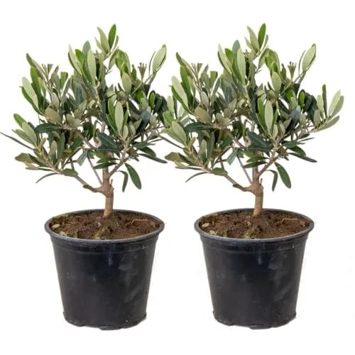 Bloomique Olea Europaea Olivenbaum 2er Set – Winterharte Gartenpflanzen - Holen Sie sich mediterranes Flair in Ihren Garten mit diesen winterharten Olea Europaea! Immergrün, pflegeleicht und blühend ab April – ideal für jeden Garten!