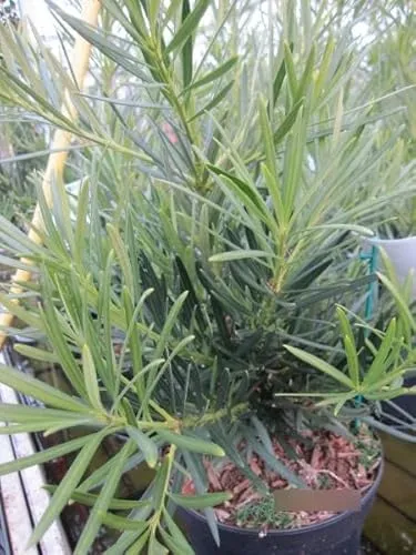 Podocarpus macrophyllus - Großblättrige Steineibe - 30-40 - Nadelgehölz