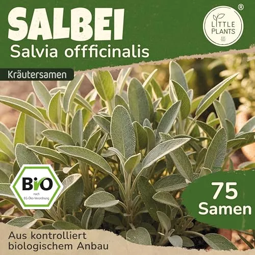 Little Plants BIO Salbei Samen 75 Salbeisamen Kräutersamen für Kräutergarten Hochbeet Samenfest Kräuter Samen für Küche, Balkon und Garten Küchenkräuter