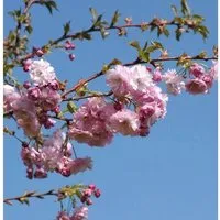Blut Nelkenkirsche 100-125cm - Prunus serrulata
