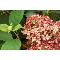 Hydrangea arborescens 'Ruby Annabelle', rubinrote Rispen-Hortensie - Blumen & Stauden – beeindruckende Rispen-Hortensie mit großen, leuchtend roten Blüten, winterhart bis -20 °C und ideal für pflegeleichte Gärten.