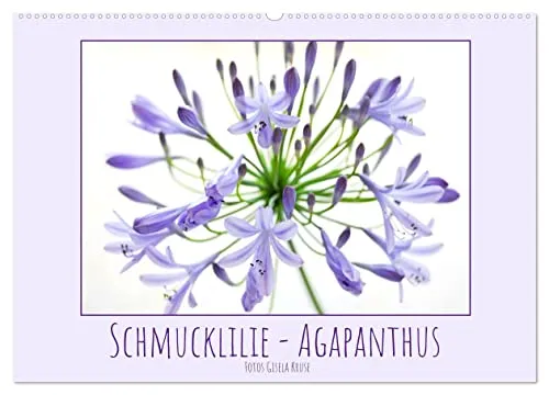 Schmucklilie - Agapanthus (Wandkalender 2026 DIN A2 quer), CALVENDO Monatskalender: Die auch Liebesblume genannte majestätische Pflanze ist ein absoluter Blickfang (CALVENDO Natur)