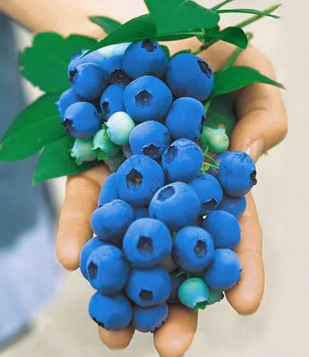 BALDUR Garten 1x Gartenheidelbeere 'Nui', Pflanze im 2 Liter-Topf, Blaubeeren Heidelbeeren Pflanze, Vaccinium corymbosum, winterhart, mehrjährig, reiche Ernte an essbaren Früchten