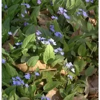 Gedenkemein - Omphalodes verna