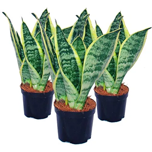 Exotenherz Zimmerpflanze 3er Set Sansevieria trifasciata - Pflegeleichter Bogenhanf - Garten-Zubehör: Ideal für Anfänger und Büros, da extrem pflegeleicht und robust. Das Set enthält 3 Pflanzen im 9cm Topf, perfekt für jeden Raum.