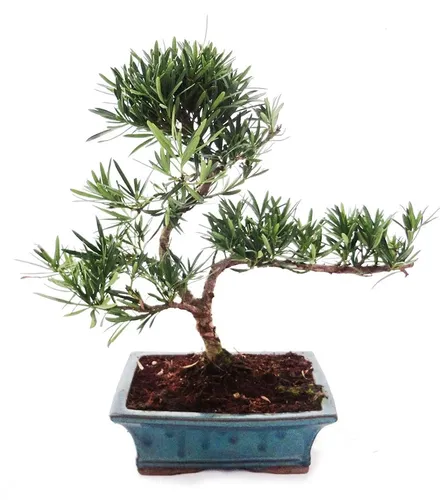 Exotenherz - Outdoor Bonsai Podocarpus - Kleinblättrige Steineibe 20cm - Outdoor Bonsai Podocarpus: Kleinblättrige Steineibe, ca. 9 Jahre alt, mit kompakten Abmessungen. Ideal für Garten und Terrasse, bringt exotisches Flair in Ihr Zuhause.