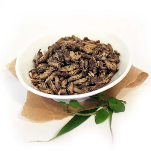 ESSBARE INSEKTEN - GRILLEN Insekten zum Essen von Snack-Insects Insektensnack