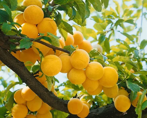 Japanische Pflaume 'Golden Japan' 150-200 cm - Leuchtend gelbe Früchte - Obstsamen & -pflanzen mit süß-säuerlichen, gelben Früchten, die im August reifen. Pflegeleicht, winterhart und ideal für Obstgärten oder als Solitärbaum.