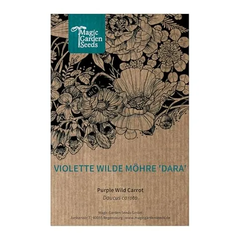 Violette Wilde Möhre 'Dara' (Daucus carota ssp. carota) - ca.100 Samen, wunderschöne Wildblume mit violetten Blütten, Schnittblume, gute Bienenpflanze