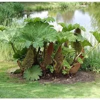 Riesen Mammutblatt - Gunnera manicata - Beeindruckende Solitärpflanze mit einer Wuchsgröße von 2-3 Metern. Ideal für halbschattige Standorte und feuchte, humose Böden. Ein perfekter Blickfang im Garten, kombiniert mit großen Rhododendron.