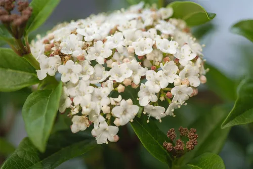 Viburnum tinus 'Ladybird' - Immergrüner Lorbeer-Schneeball 50–60 cm - Blumen & Stauden, attraktive immergrüne Pflanze mit duftenden Blüten von Dezember bis April, ideal für Garten und Terrasse.