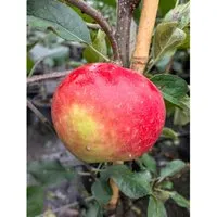 Elstar Winterapfel Buschbaum, 120-140cm - Obstsamen & -pflanzen, kleinbleibender Buschbaum mit exzellenter Lagerfähigkeit und knackigen, aromatischen Früchten. Ideal für den Garten!