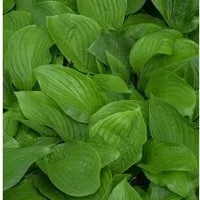 Funkie - Hosta elata