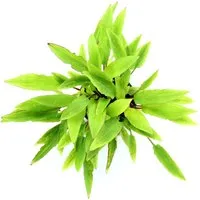 Dennerle Plants Aquariumpflanze Cryptocoryne affinis Dark Orange Zwergspeerblatt