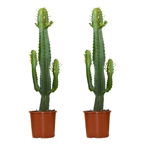 Bloomique Euphorbia acrurensis - Pflegeleichter Wolfsmilch-Kaktus im 2er-Set - Zimmerpflanzen, pflegeleicht und ideal für sonnige Plätze, wachsen langsam und sind mehrjährig, perfekt für jeden Wohnraum.
