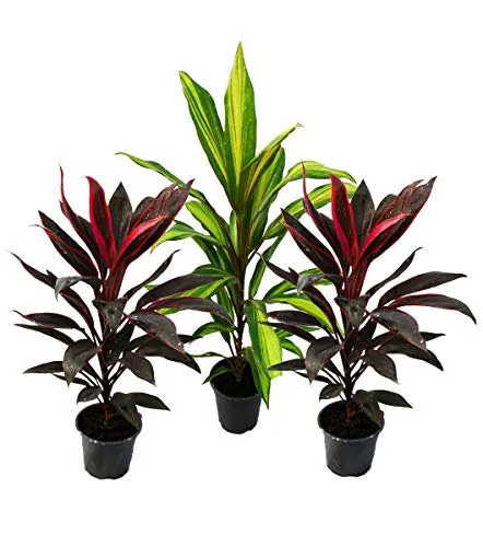 Exotenherz Zimmerpflanze 3er Set Cordyline fruticosa - Dekoratives 3er Set Keulenlilien in verschiedenen Farben, ideal für helle Standorte. Diese Pflanzen bringen Farbe und Leben in Ihr Zuhause.