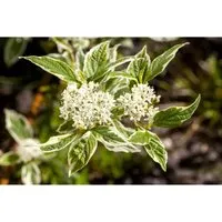 Cornus Alba Sibirica Variegata Hartriegel Weiß-Bunt 40–60 cm