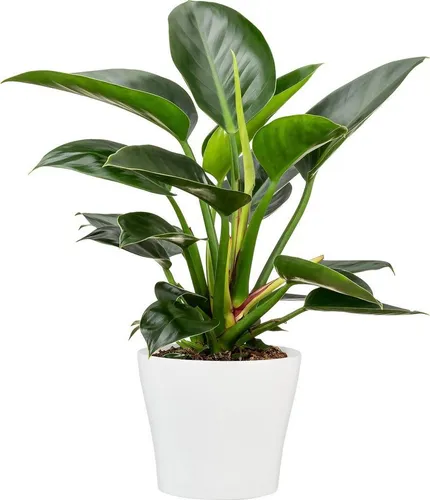 Scheurich Blumentopf 808 aus Keramik – geschwungene Form in Weiß, 27 x 23 cm - Garten-Zubehör: Moderner Blumentopf aus Keramik, 100 % wasserdicht und perfekt abgestimmt auf gängige Pflanzencontainer-Größen. Ein stilvoller Hingucker für jedes Wohnambiente.