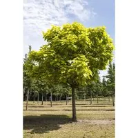 Trompetenbaum Catalpa bignonioides 150-200 cm - Baumsamen & -pflanzen mit großen herzförmigen Blättern und weißen Blüten, ideal als Schattenspender und pflegeleicht für Gartenanfänger.