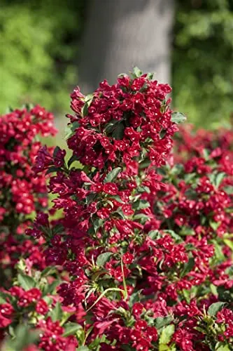 Weigela 'Eva Rathke' 60-100 cm - Bienenfreundliche Weigelie mit karminroten Blüten - Die Weigelie 'Eva Rathke' begeistert mit leuchtend roten Blüten und zieht Bienen sowie Schmetterlinge an. Ideal für sonnige Standorte und pflegeleicht, perfekt für Gartenanfänger. Winterhart bis -20 °C.