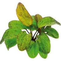 Dennerle Plants Aquariumpflanze Echinodorus Ozelot XML Pflanze