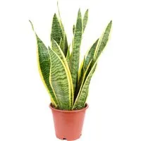 Bogenhanf - Sansevieria trifasciata Laurentii, 35 cm - Garten-Zubehör, pflegeleichte Zimmerpflanze mit elegantem gelbem Rand, verbessert das Raumklima und gibt nachts Sauerstoff ab - ideal für Schlafzimmer.