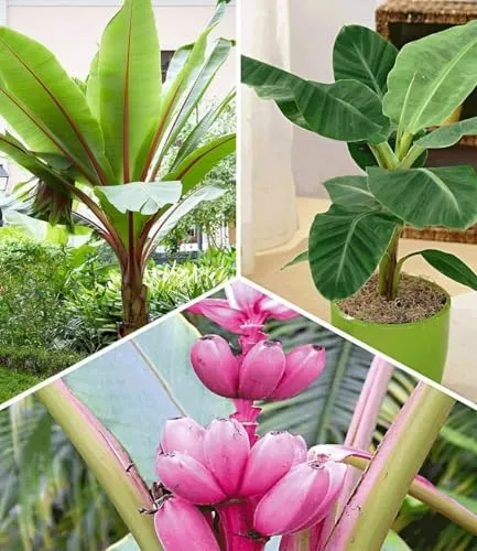 BALDUR Garten 3er Bananen Pflanzen Kollektion, Pflanzen im 12 cm-Topf, Musa Banana Tropicana, Winterharte Banane rot, Rosa Zwerg-Banane, Grünpflanze, winterharte Stauden, Bananen-Früchte essbar