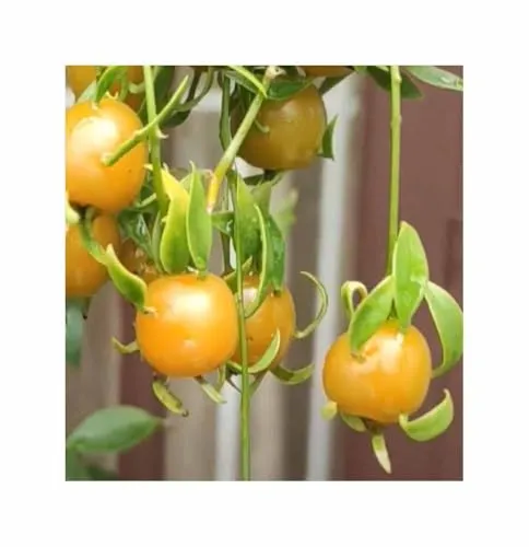 Stk - 3x Pereskia aculeata Laubkaktus Früchte essbar Gemüse Pflanzen - Samen ID1825 - Seeds & Plants Shop by Ipsa