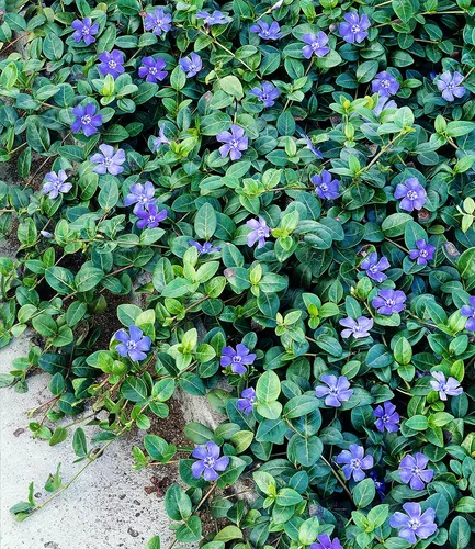 Winterharter Bodendecker Vinca minor 'Blau' - 3 Pflanzen - Blumensamen & -pflanzen, ideal für schattige Flächen, immergrün und blühend, pflegeleicht und winterhart.