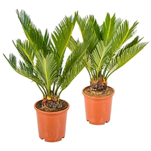 Bloomique - 2er-Set - Cycas Revoluta - Palmfarn - Sagopalme - Palme - Sehr Pflegeleicht - Höhe 30-40 cm - Topf 12 cm