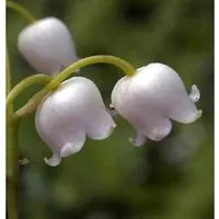 Maiglöckchen Grandiflora - Convallaria majalis