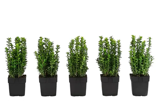 Dehner Hecken Gewöhnlicher Buchs, 5 Pflanzen, ca. 1 m - Immergrüner Sichtschutz mit glänzendem Blattwerk: 5 x 2 Liter Gewöhnlicher Buchs, ideal für kreative Formschnitte und vielseitige Gartenanlagen. Ein echter Klassiker für jeden Garten!