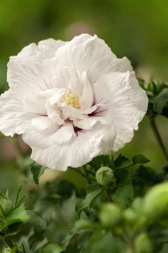 Hibiscus syriacus White Chiffon - Garten-Eibisch - Ziergehölz mit gefüllten, reinweißen Blüten für lange Blütezeit von Juli bis September. Perfekt für sonnige Standorte und als pflegeleichter Blütenstrauch im Garten oder Kübel.
