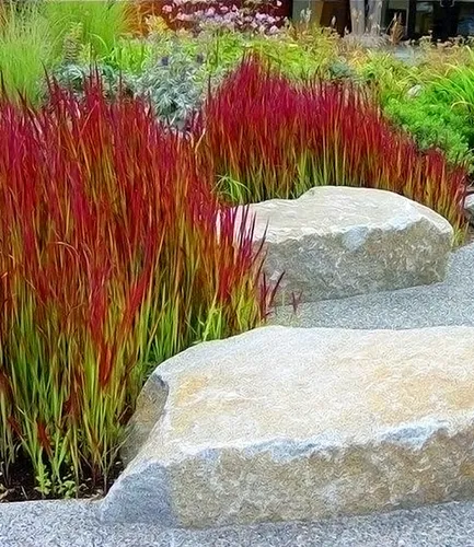 BALDUR Garten Ziergras 'Red Baron' im 9x9 cm-Topf - Japanisches Blutgras für Gartenliebhaber: winterhart, mehrjährig und pflegeleicht. Ideal für sonnige bis halbschattige Standorte, wächst bis 40 cm hoch.