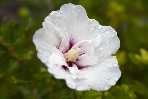 Hibiscus syriacus 'Pinky Spot' - Rosa Garteneibisch mit rotem Auge - Pflegeleichter Garteneibisch mit zartrosa Blüten und auffälligem roten Zentrum, ideal für sonnige Standorte und Hecken. Lockt Bienen und Schmetterlinge an, winterhart bis -20 °C.