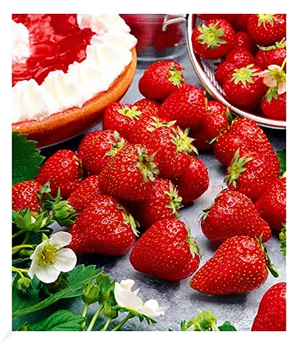 BALDUR Garten Immertragende Erdbeere Hummi® Meraldo - Immertragende Erdbeere in 7x7 cm-Topf, mit großen, herzförmigen, dunkelroten Früchten. Ideal für sonnige bis halbschattige Standorte, pflegeleicht und winterhart.