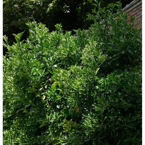 Japanischer Spindelstrauch 100-125cm - Euonymus japonicus - Sträucher: Immergrüne Gartenpflanze, ideal für Hecken und Solitäre, winterhart und schnittverträglich.