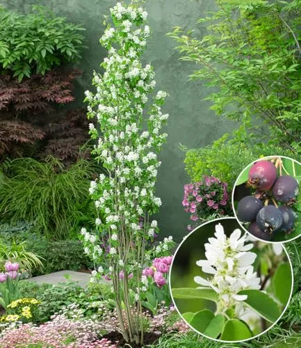 BALDUR Garten Felsenbirne Amelanchier 'Obelisk®' – Trendpflanze im XL-Topf - Obstsamen & -pflanzen, winterhart und pflegeleicht, ideal für kleine Gärten oder als Solitär. Wächst säulenförmig und begeistert mit Blüten und Früchten.
