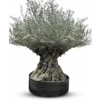 Sunny-Tree Winterharter Olivenbaum Bonsai 250 cm, 275 Jahre alt - Majestätischer Olivenbaum Olea Europaea mit beeindruckendem Stamm und mediterranem Flair. Ideal für Gärten und Terrassen, winterhart und langlebig. Bringt Urlaubsstimmung in Ihr Zuhause!