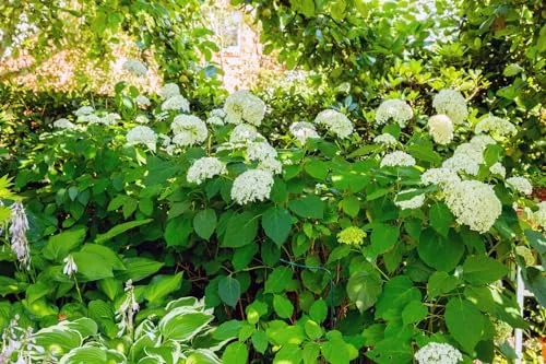 Hydrangea arborescens 'Grandiflora' - Schneeballhortensie mit weißen Blüten - Pflegeleichte und winterharte Hortensie, ideal für Rabatten und halbschattige Standorte. Üppige weiße Blütenbälle sorgen von Juni bis September für ein beeindruckendes Farbspiel.