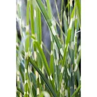 Miscanthus Sinensis Strictus Zebragras - Pflegeleichte Ziergräser - Gräser, mit auffälligen gelb-grünen, gestreiften Blättern und silbrig-weißen Blütenrispen. Ideal für Sichtschutz und Solitärpflanzungen, erreicht bis zu 200 cm Höhe.